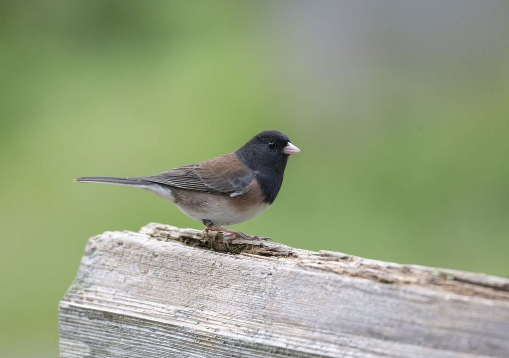 The beak of the North American dark-eyed junko has grow in response to rising temperatures