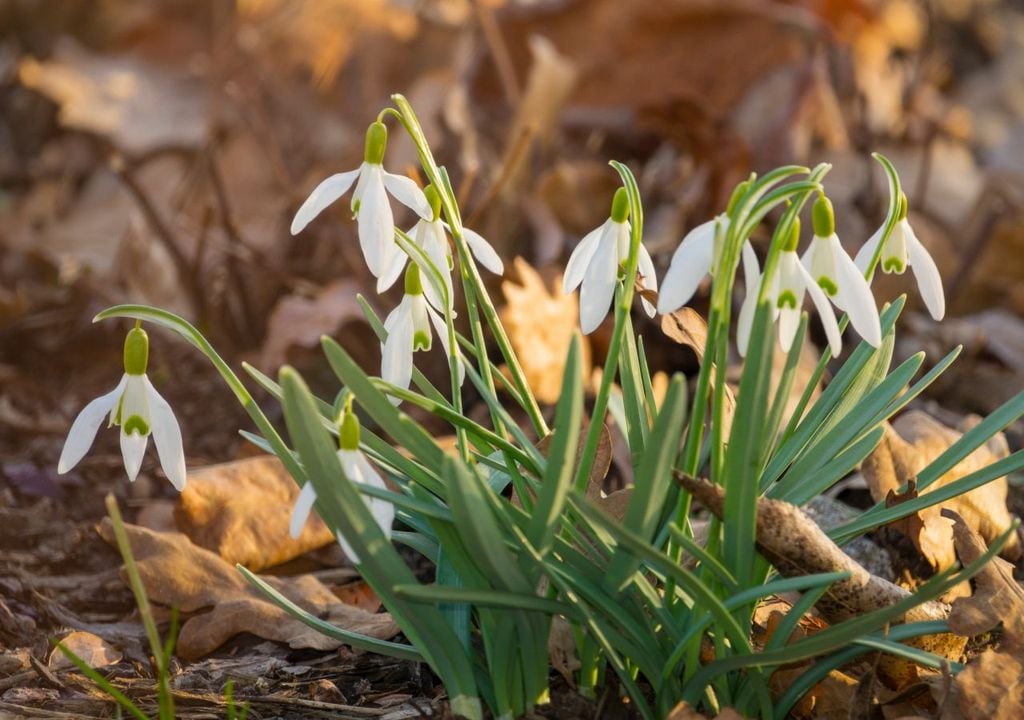 garten, frühblüher, winter