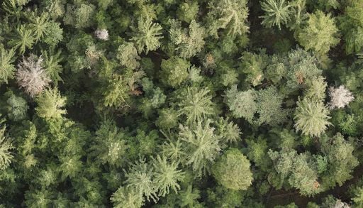 Warum Europas B&auml;ume immer fr&uuml;her sterben: Warme Fr&uuml;hlinge werden unseren W&auml;ldern zum Verh&auml;ngnis