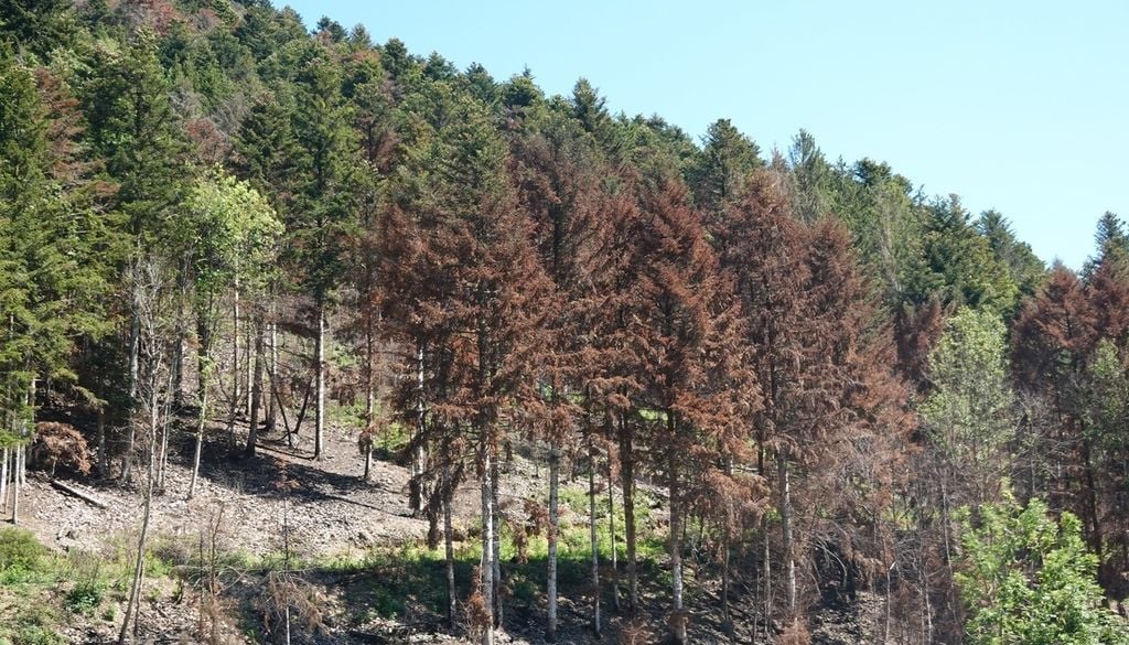 Eine Gruppe abgestorbener Weißtannen im Dollertal in den Vogesen (Frankreich). Eine Gruppe abgestorbener Weißtannen im Dollertal in den Vogesen (Frankreich). Bild: Christian Piedallu