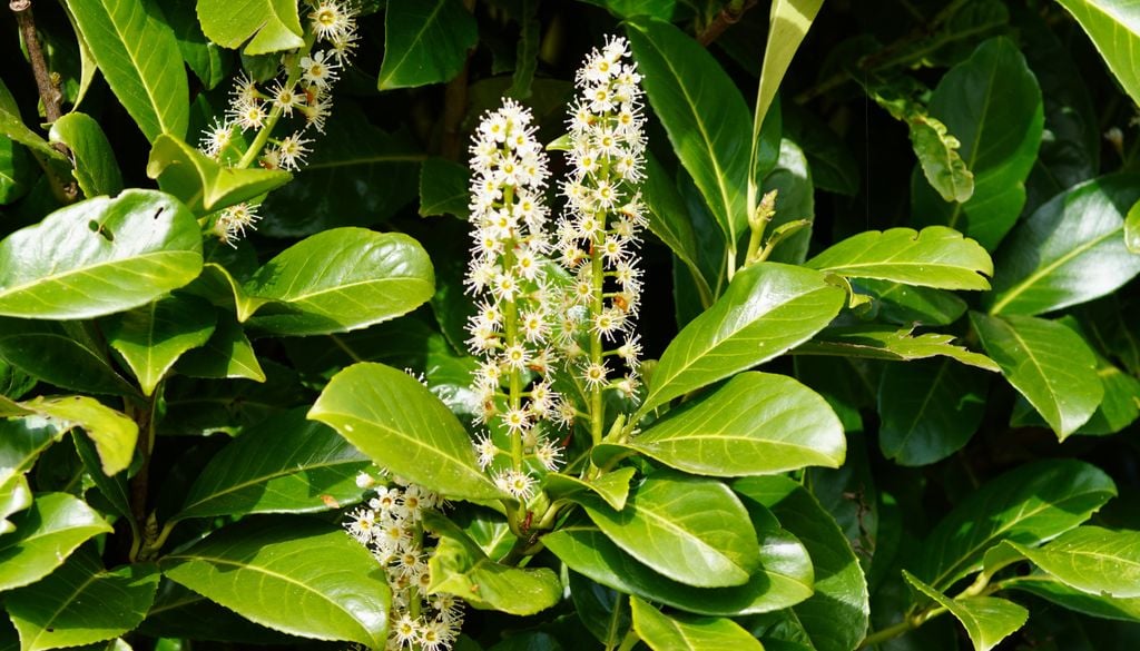 Der Kirschlorbeer ist in Mitteleuropa eine invasive Pflanze