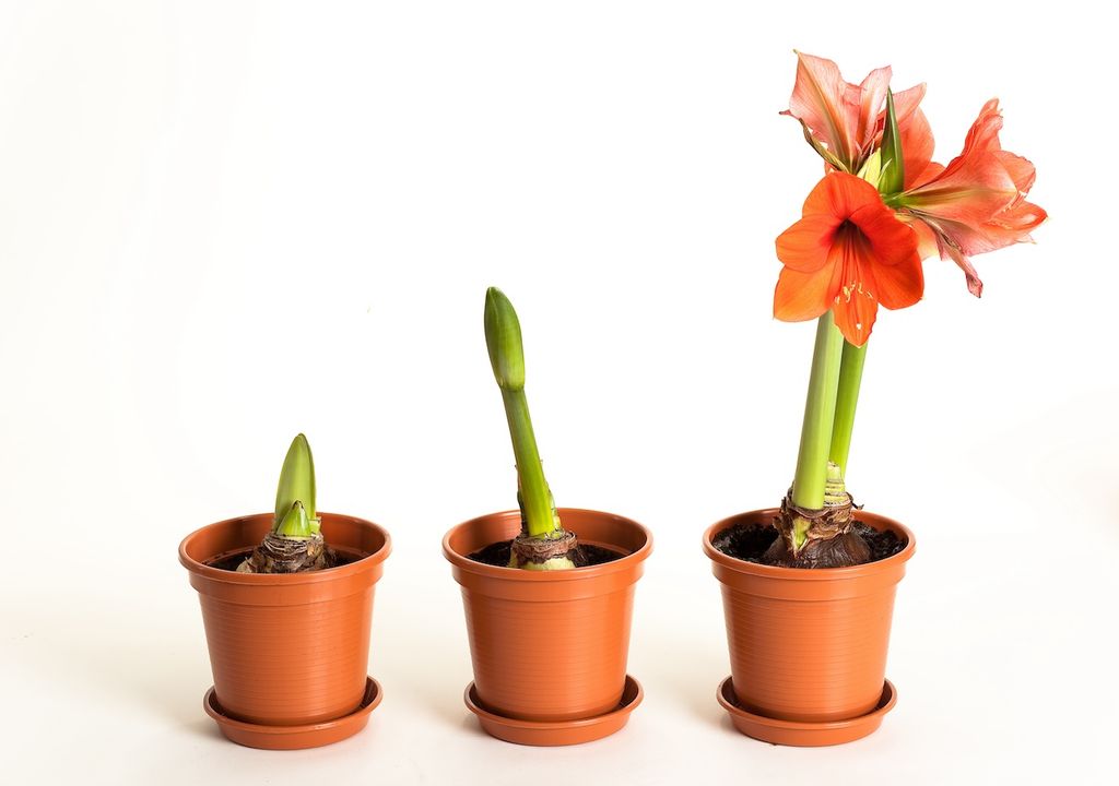 Vermehrungsmethoden, Teilung der Zwiebel, Tochterzwiebeln, Hauptzwiebel