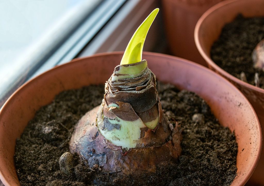 Topf, Zwiebel, Pflanze