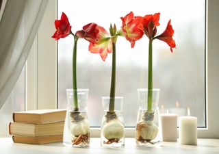 Warum gibt meine Amaryllis nur Blätter? Wie man sie pflegt und das Haus mit ihren Farben schmückt.