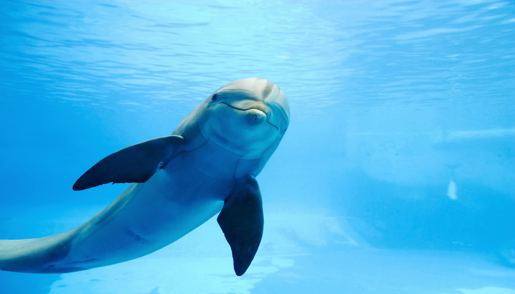 Delfin im Wasser: Glatte Haut statt Fell – doch der eigentliche Grund dafür ist weniger offensichtlich, als man denkt.