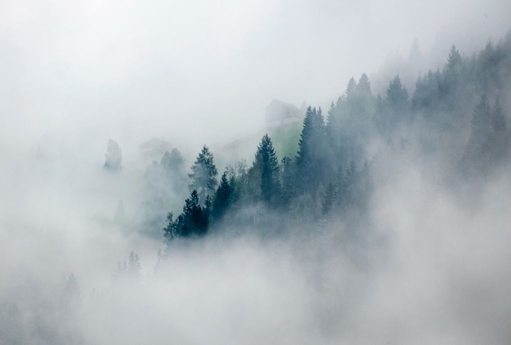 Nebel Hochnebel Wald