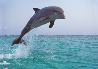 Warum Menschen kein Meerwasser trinken können, Wale jedoch schon – das sagt die Wissenschaft