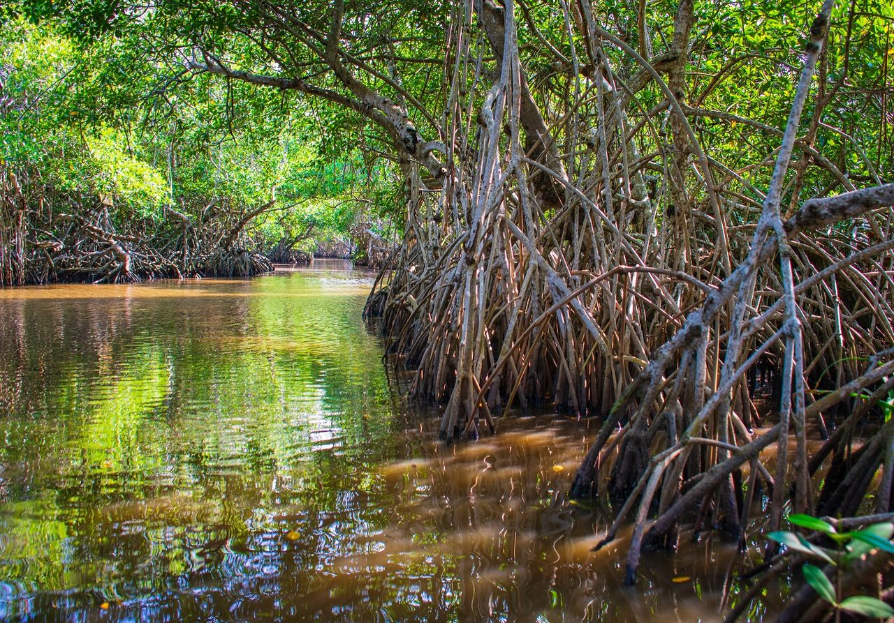 Moore haben nicht nur etwas Mystisches, sondern sind auch für den Klimaschutz wichtig (Foto: Adobe Stock)