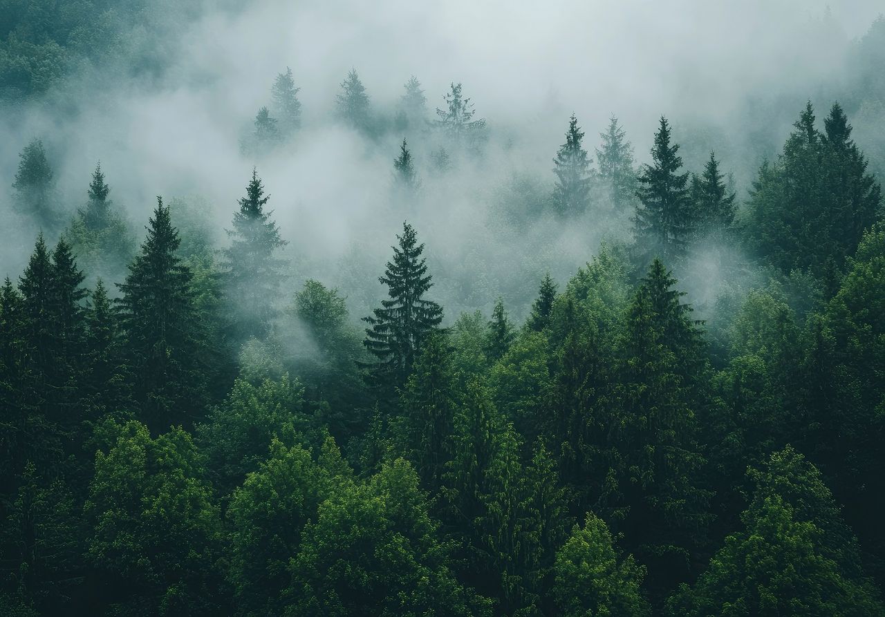 Nebel kann gerade für Vorerkrankte zur Gefahr werden (Foto: Adobe Stock)
