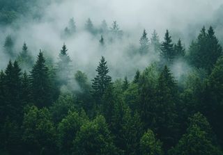 Warum Nebel für Lungenpatienten zur Gefahr werden kann 