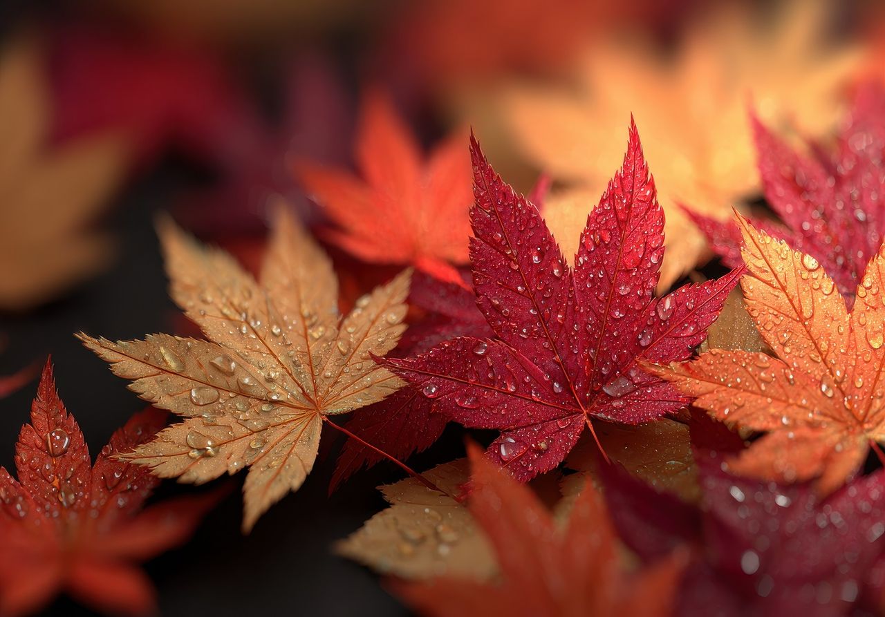Im Herbst tragen die Bäume die schönsten Farben (Foto: Adobe Stock)