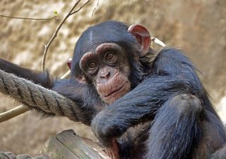 Warum sprechen wir von Affenhitze und nicht davon, dass wir neugierig sind wie Affen?