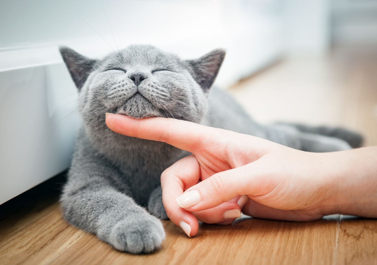 Wie und warum schnurren Katzen? Eine neue Studie könnte darauf Antworten liefern.