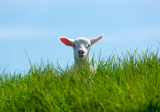 Was f&uuml;r ein Fr&uuml;hlingsknaller: Sonne und 20 Grad zaubern den Menschen ein L&auml;cheln ins Gesicht &ndash; und die V&ouml;gel tirilieren!