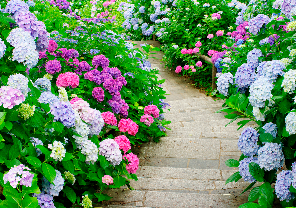 Blühende Pracht aus dem eigenen Garten für den eigenen Garten: Dank des cleveren Kartoffel-Tricks gedeihen Hortensien-Stecklinge schnell und gesund.