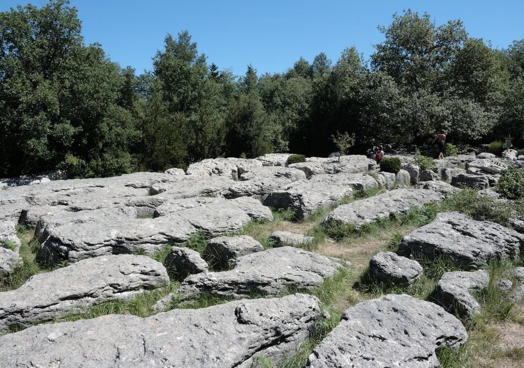 Kalksteinplatten, Lebensraum, Pflanzen