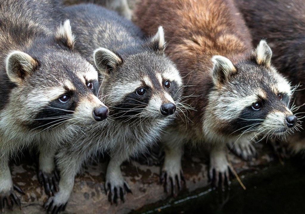 Abgesehen von Nordhessen und Nordostbrandenburg, wo die Tiere schon länger heimisch sind, nehmen Waschbärenpopulationen weiter zu. Abgesehen von Nordhessen und Nordostbrandenburg, wo die Tiere schon länger heimisch sind, nehmen Waschbärenpopulationen weiter zu.