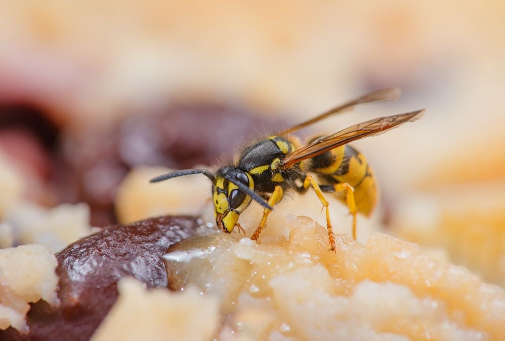 Wespe Spätsommerlicher Pflaumenkuchen ist ganz nach dem Geschmack der Wespe. Foto: Adobe Stock