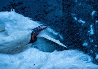 Wasserv&ouml;gel sterben durch extreme Witterung: Warum sie diesen Winter besonders leiden