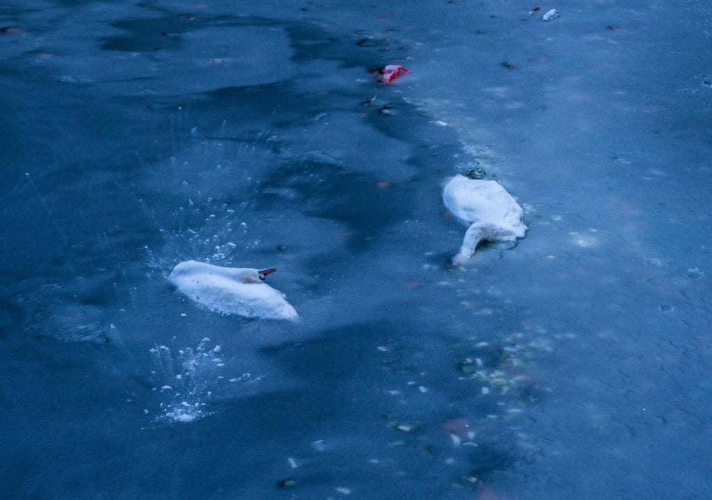 Besonders kranke und geschwächte Tiere haben unter den winterlichen Bedingungen zu leiden. Hier verendete Schwäne. Bild: Leibniz-IZW/Jon A. Juarez