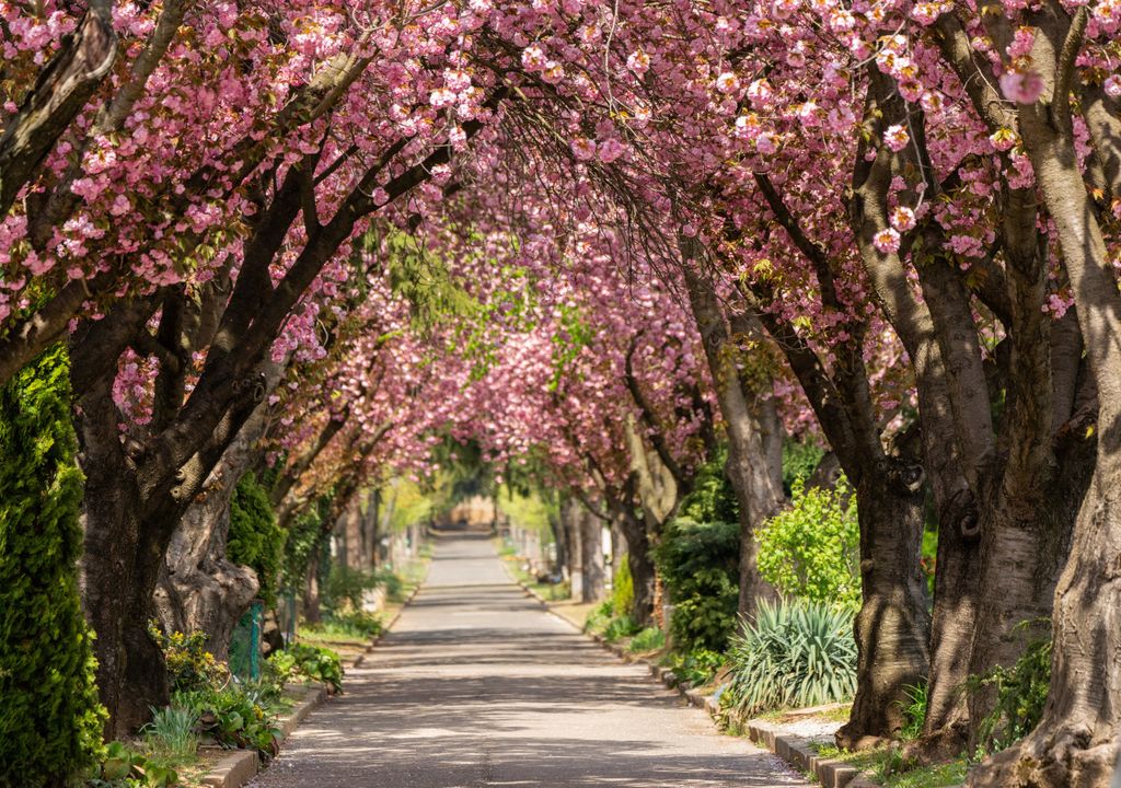 Cherry blossom