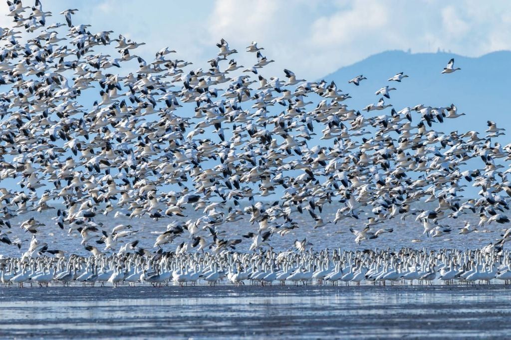 Les oiseaux ont été surpris par l'ouragan Helene cette semaine et étaient visibles sur les radars.