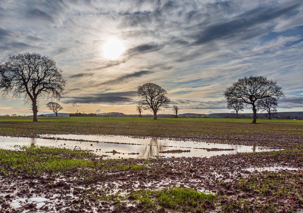 Sunshine over puddle