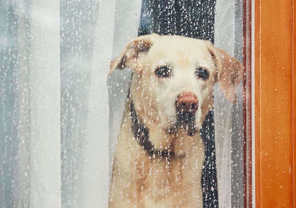 Dog rainy window