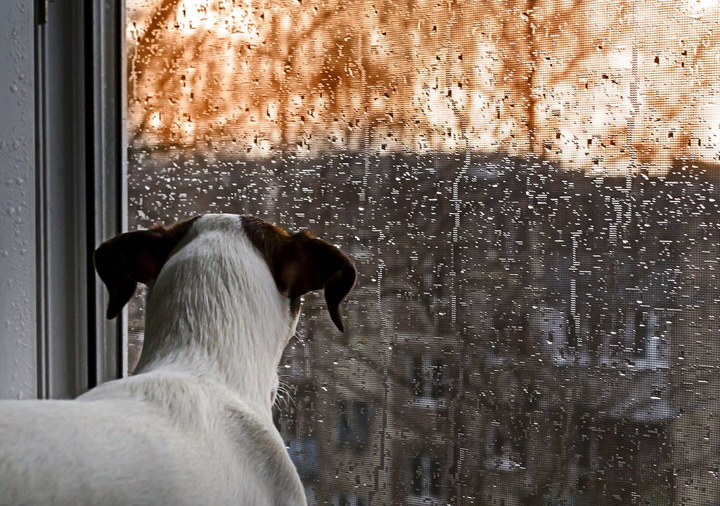 Dog watching rain