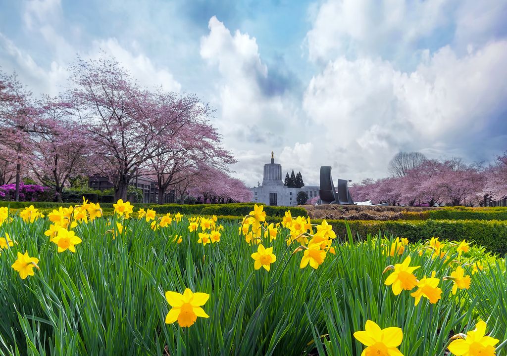 Daffodils and cloud