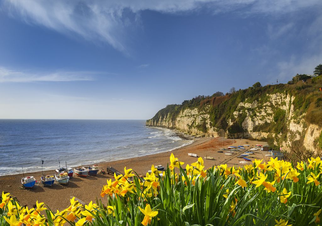 Beach flowers