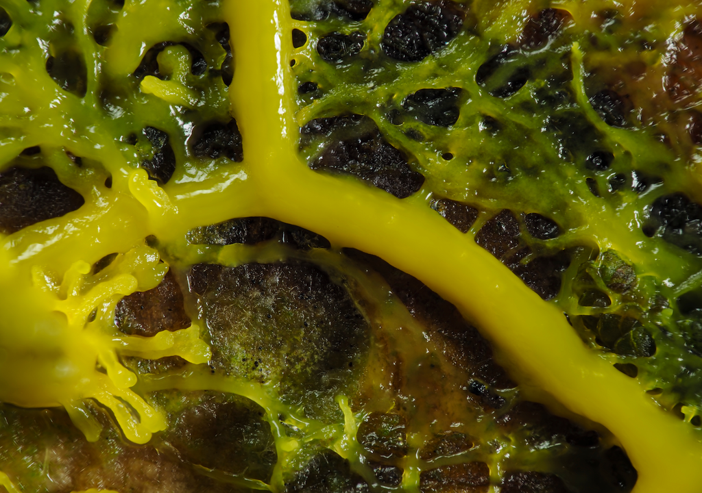 Der Schleimpilz Physarum polycephalum bildet verzweigte Netzwerke aus Protoplasma – ohne Gehirn, aber mit erstaunlicher Problemlösefähigkeit.