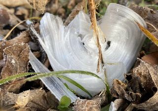 Weder Eisblume noch Frost? Frostblumen sind ein einzigartiges Phänomen und treten nur bei wenigen Pflanzen auf