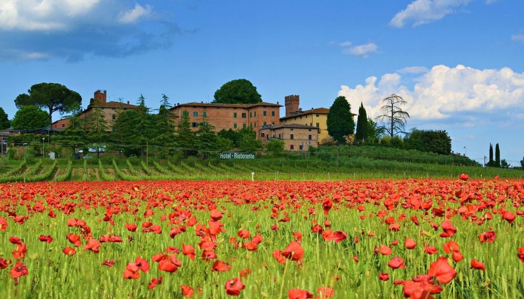 Papaveri in fiore nella campagna attorno a Lucignano d'Arbia, in Toscana