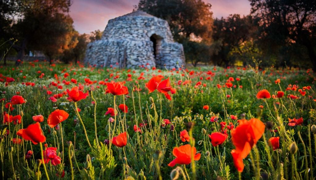 In Puglia, i papaveri fioriscono attorno ai trulli