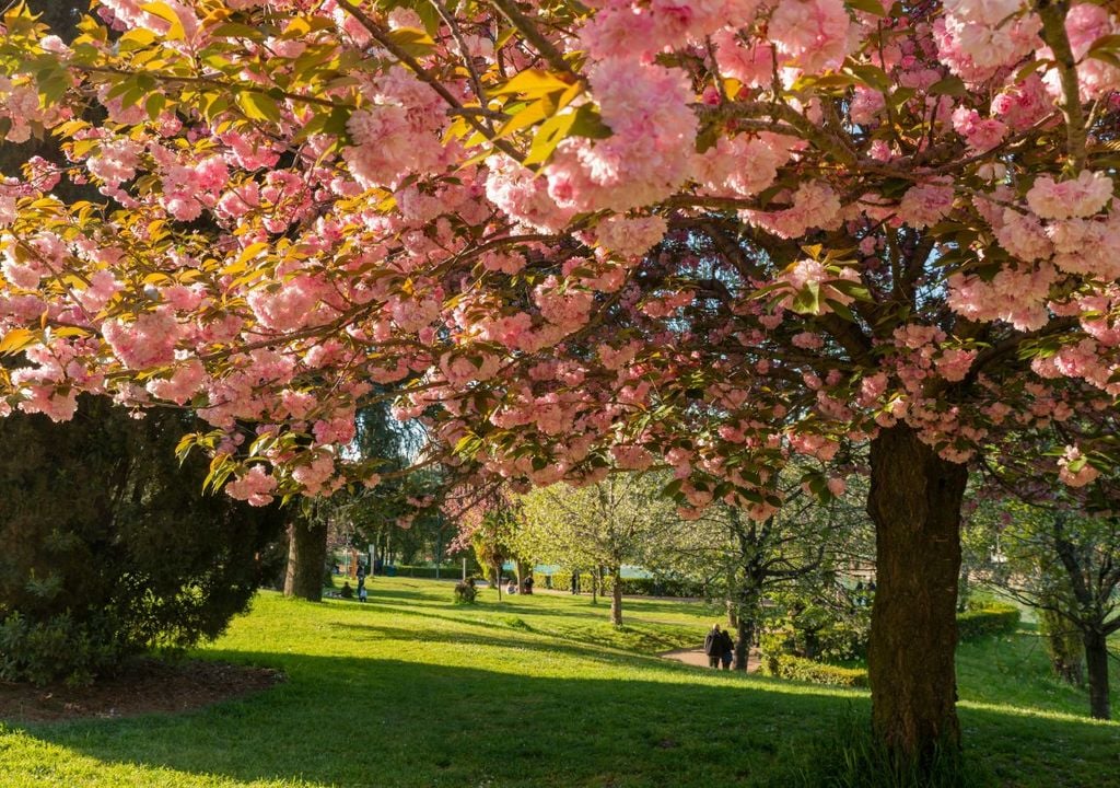 Un angolo del parco dell'Eur, durante la fioritura dei ciliegi