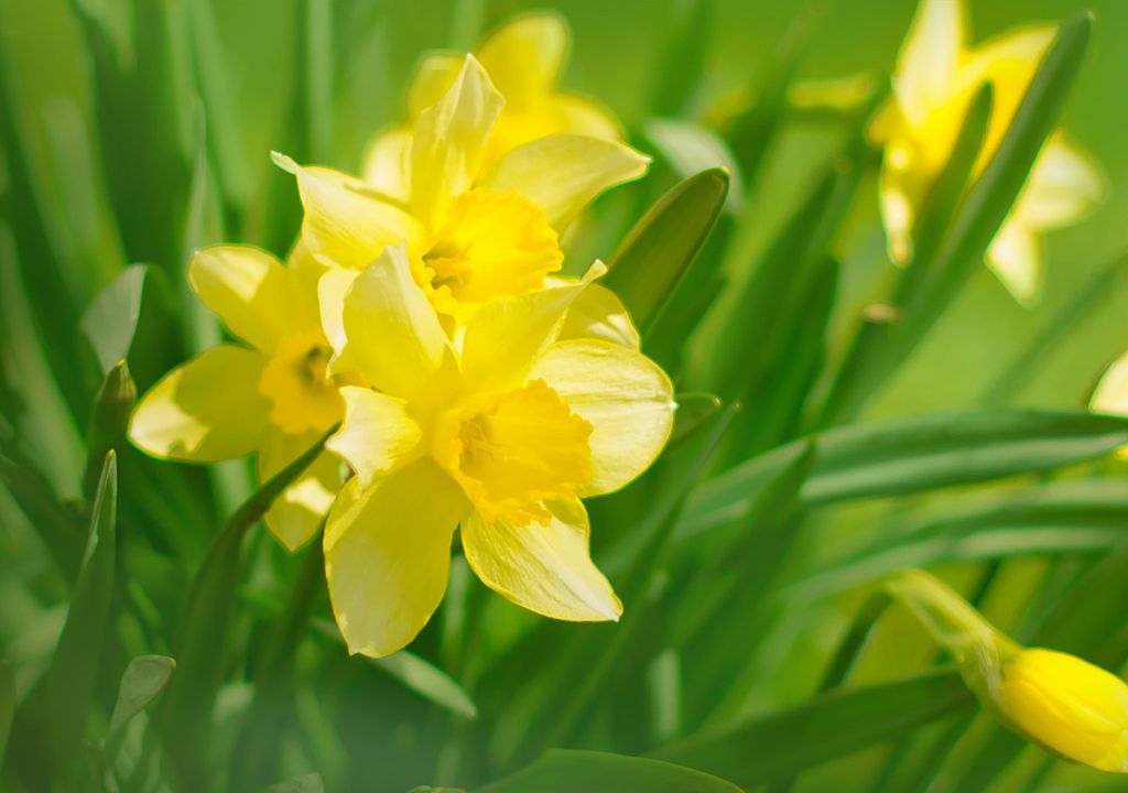 Daffodils