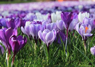 Breezy weekend ahead in UK after widespread frost 