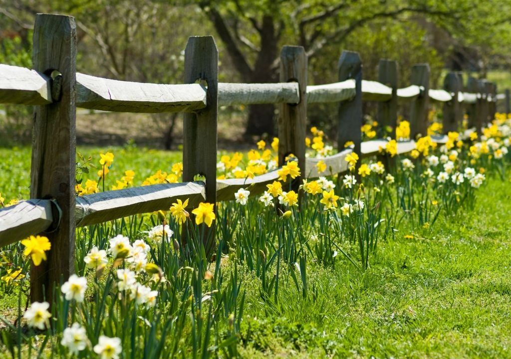 Daffodils