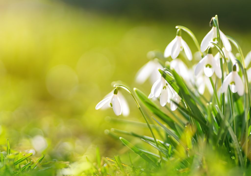 Snowdrops