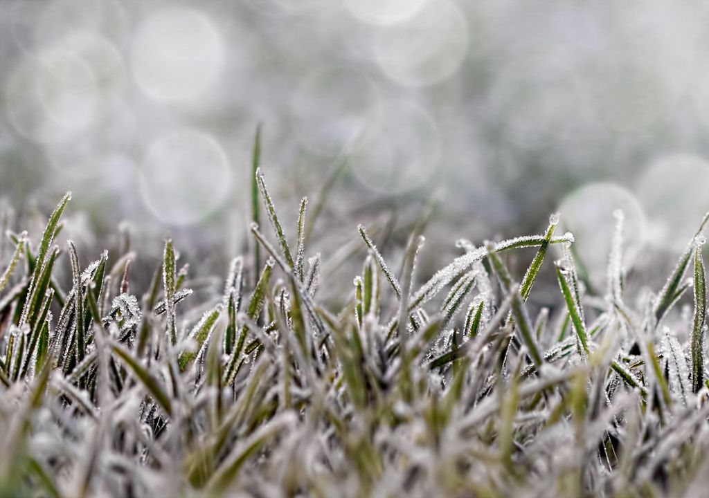 Frosty grass