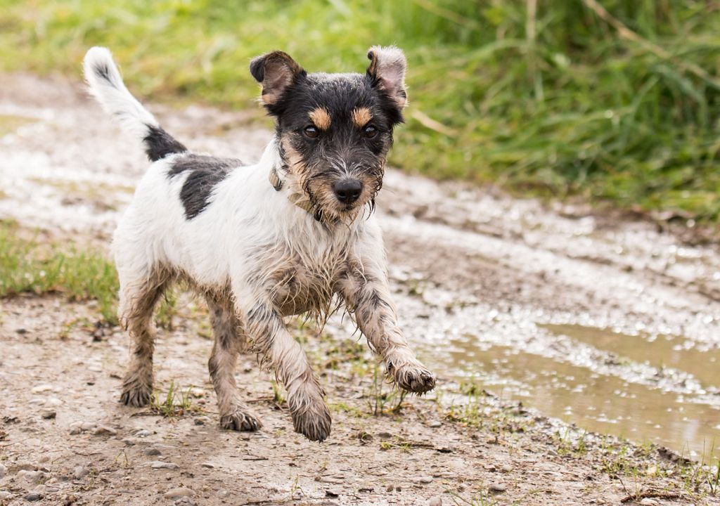 Muddy dog