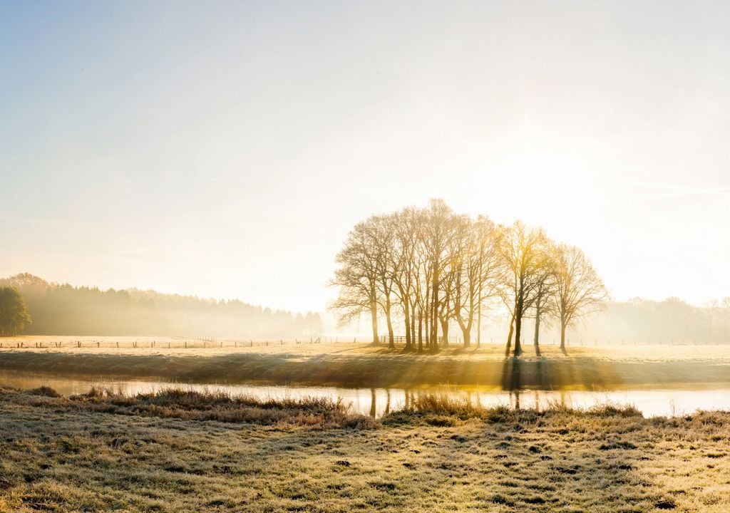 Misty copse