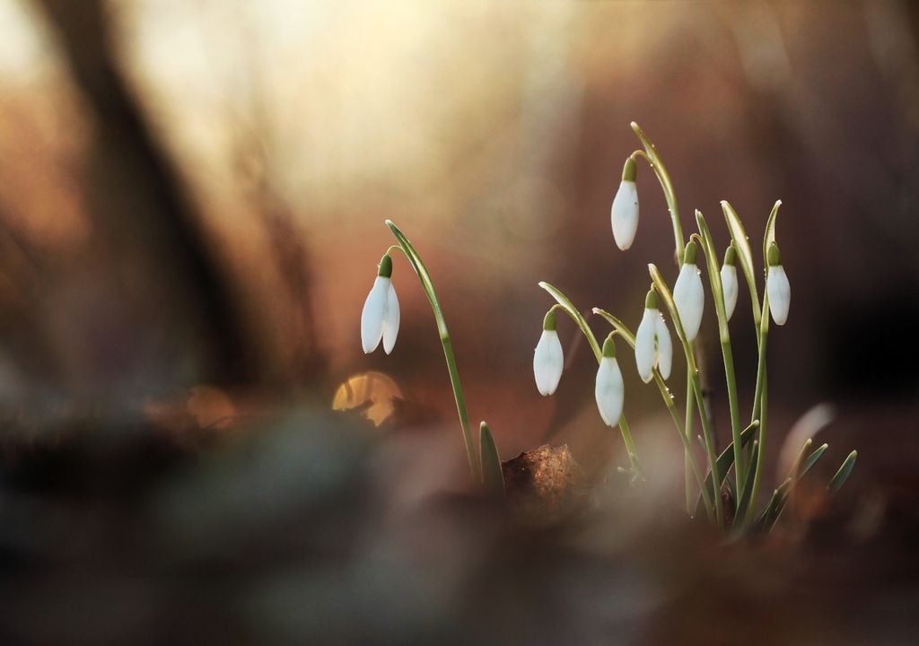 Snowdrop