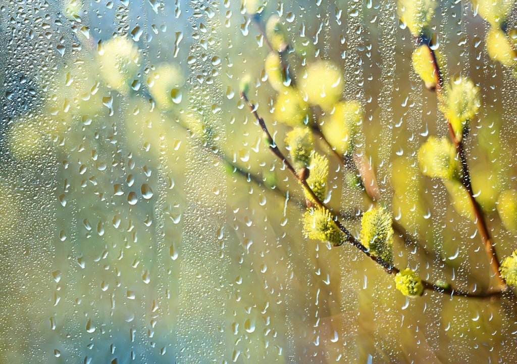 Rainy tree buds