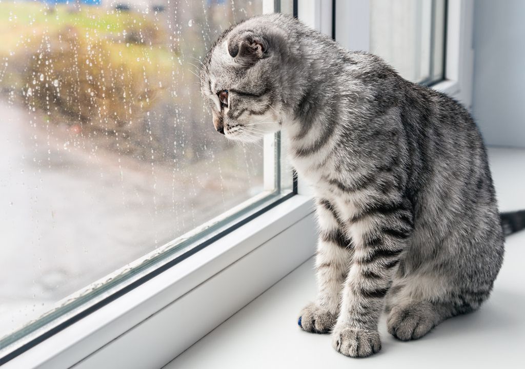 Cat watching rain