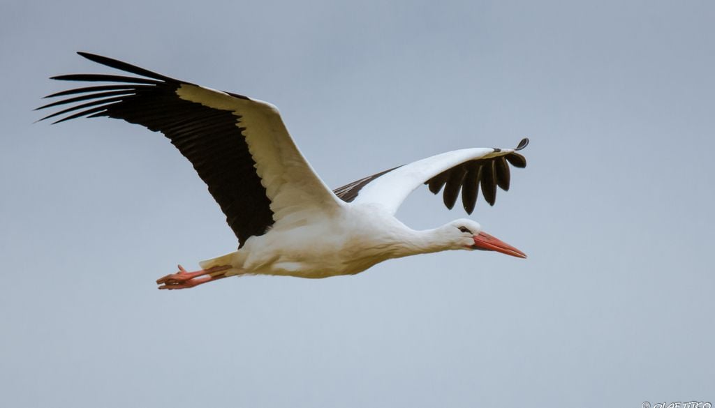 Viele Störche fliegen inzwischen nicht mehr die lange Westroute über die Straße von Gibraltar nach Afrika, sondern bleiben in Spanien, wo sie genug Nahrung, unter anderem auf Mülldeponien, finden. Bild: Olaf Titko/NABU