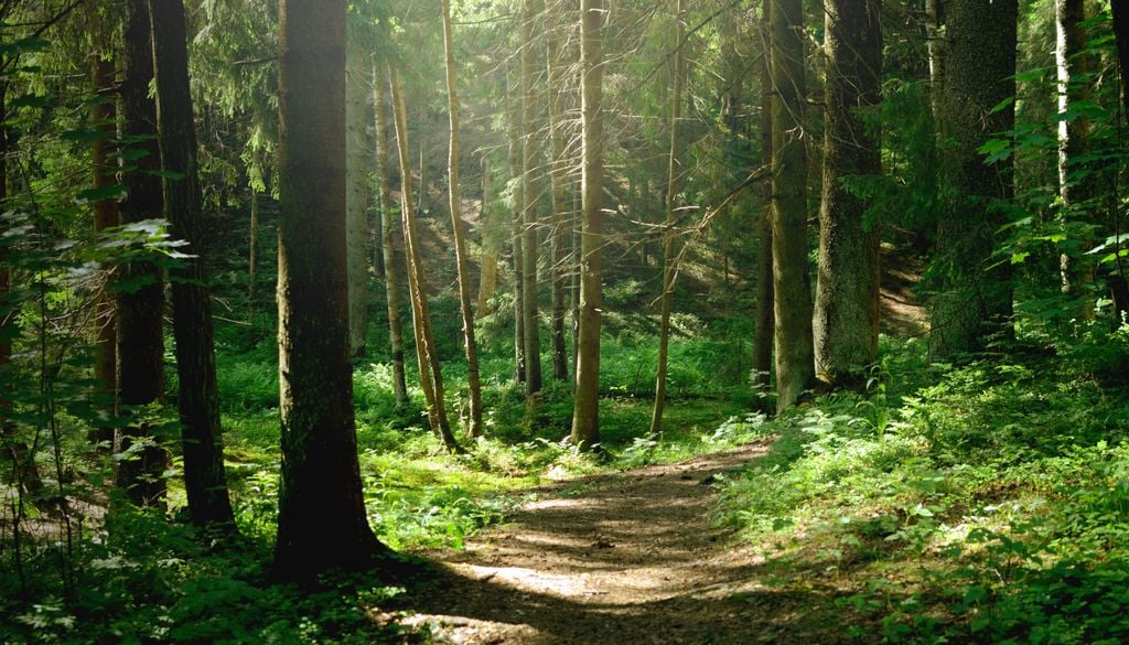 Die Raupe des Weidenbohrers kommt auf natürliche Weise im Mischwald vor.