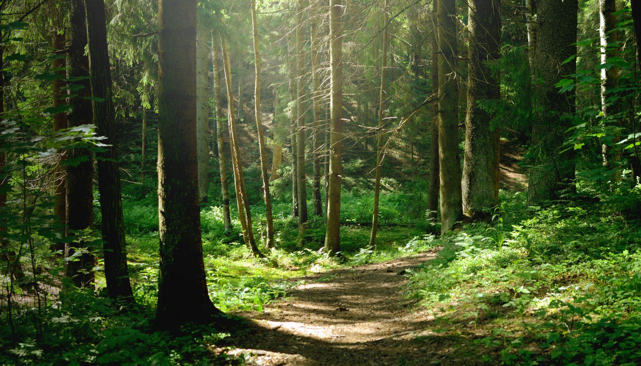 Die Raupe des Weidenbohrers kommt auf natürliche Weise im Mischwald vor.