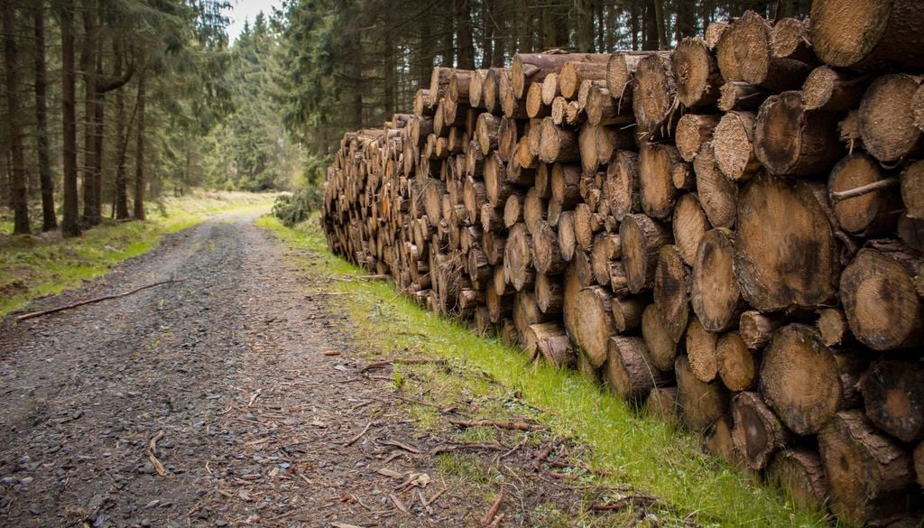 Besonders in der Waldberwirtschaftung können große Menge an Schädlingen einen hohen Schaden anrichten